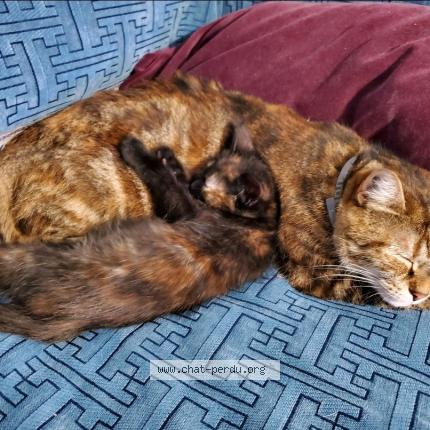 Foto 1/1 Gato encontrado Perdido en Paris 18e arrondissement