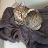 Foto del gato perdido en Aubazine