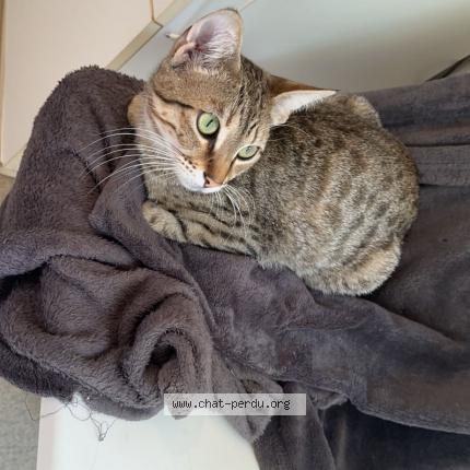 Foto 1/1 Simba Chat perdido en Aubazine