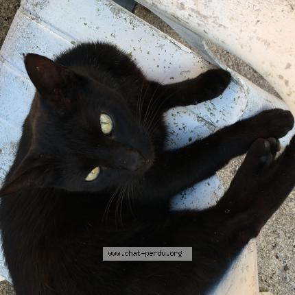 Foto 1/1 Merlin Chat perdido en Laberliere