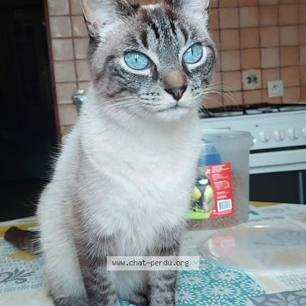 Foto 1/1 Maya Chat perdido en Sauveterre saint denis