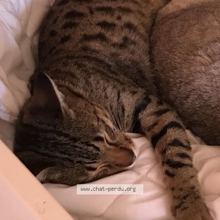 Foto 1/1 Usul dit Bubul Chat perdido en Castres