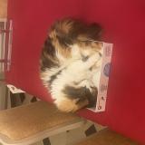 Foto del gato perdido en Saint Gilles