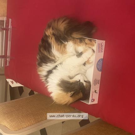 Foto 1/1 POILUE Chat perdido en Saint gilles