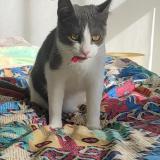 Foto del gato perdido en Nantes