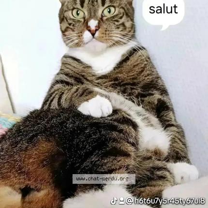 Foto 1/1 Mustang Chat perdido en Liege