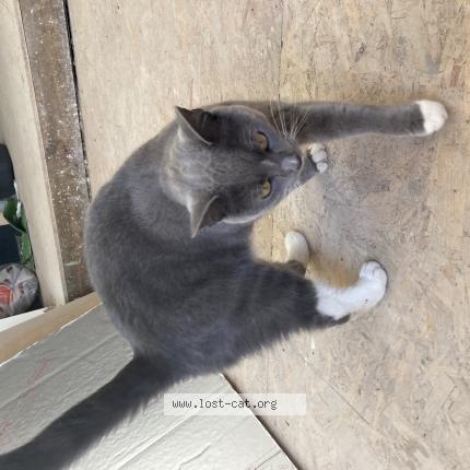 Foto 1/1 Neymar Chat perdido en London