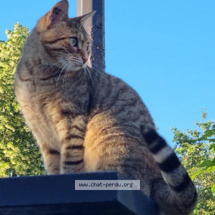 Foto 1/1 Cerise Chat perdido en Antony