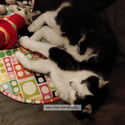 Foto 1/1 Smarty Chat perdido en Villemontais