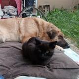 Foto del gato perdido en Neuilly Plaisance