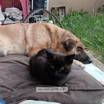 Foto 1/1 Gato encontrado Perdido en Neuilly plaisance