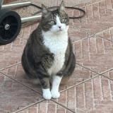 Foto del gato perdido en Roquebrune Cap Martin