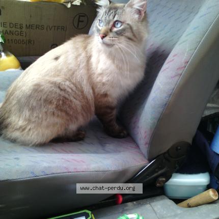 Foto 1/1 Tytoof Chat perdido en Saint chinian