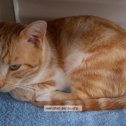 Foto 1/1 ROUXY Chat perdido en Dax