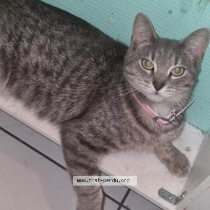 Foto 1/1 Gucci Chat perdido en Tourcoing