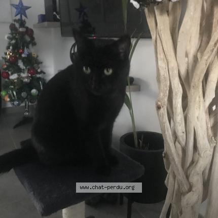 Foto 1/1 Minette Chat perdido en Saint privat des vieux