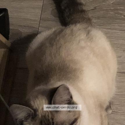 Foto 1/1 Plume Chat perdido en Evreux