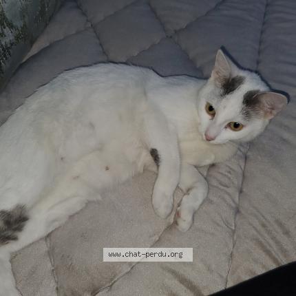 Foto 1/1 Lili Chat perdido en Sevran