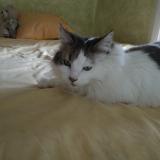 Foto del gato perdido en Opio