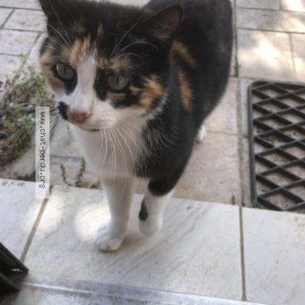 Foto 1/1 BONNEPIOCHE Chat perdido en Formerie