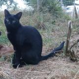 Foto del gato perdido en St Colomban