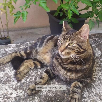 Foto 1/1 Gato encontrado Perdido en St max