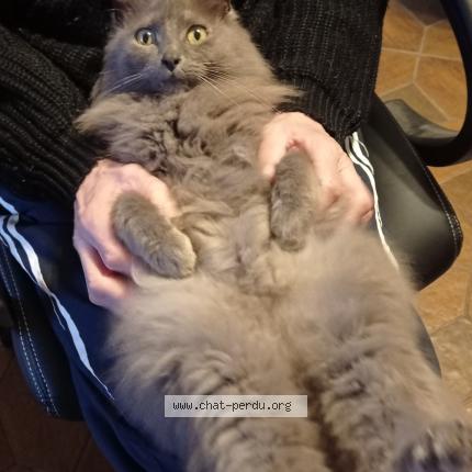 Foto 1/1 Grisouille Chat perdido en Sissonne