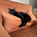 Foto del gato perdido en Glieres Val De Borne