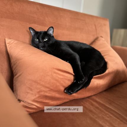 Foto 1/1 Tortillon Chat perdido en Glieres val de borne