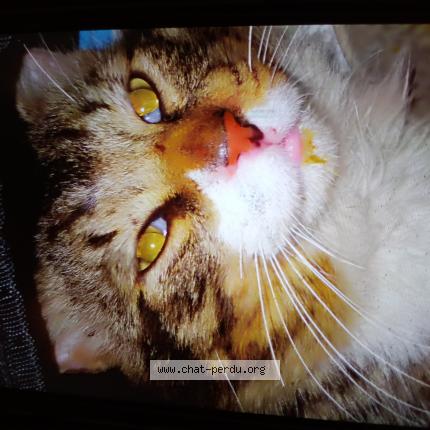 Foto 1/1 PACO Chat perdido en Paris