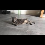 Foto del gato perdido en Morigny Champigny