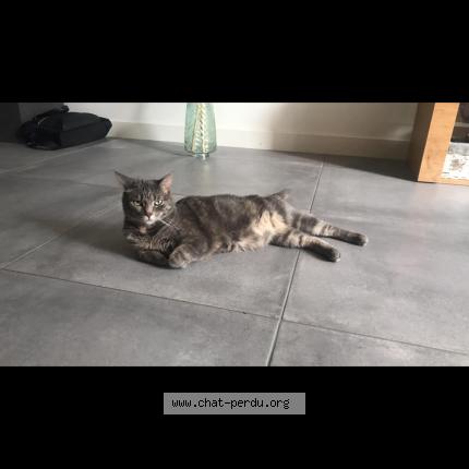 Foto 1/1 Gato encontrado Perdido en Morigny champigny