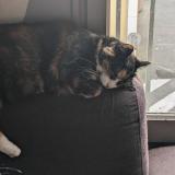 Foto del gato perdido en Nantes