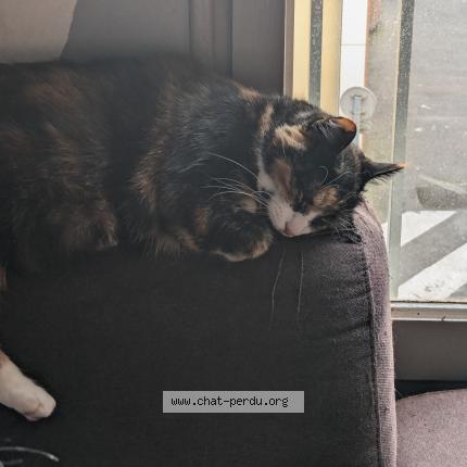 Foto 1/1 Cracotte Chat perdido en Nantes