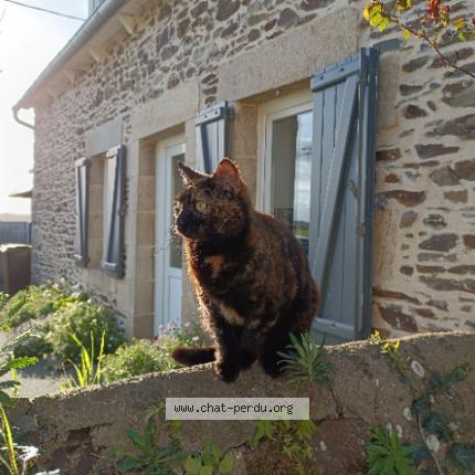 Foto 1/1 Shy Chat perdido en Pordic