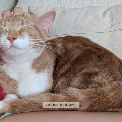 Foto 1/1 Linux Chat perdido en Champvallon