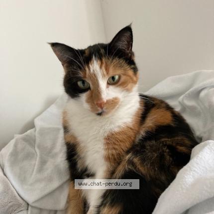Foto 1/1 MILA Chat perdido en Roche