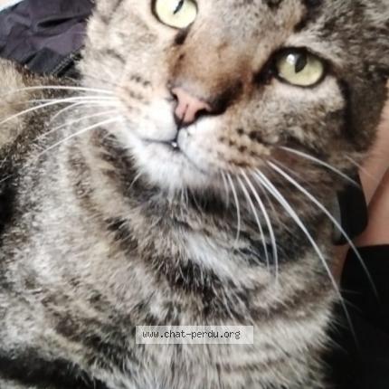 Foto 1/1 Titi Chat perdido en Vence