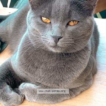 Foto 1/1 Lady Chat perdido en Meriel