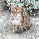 Foto del gato perdido en Sauveterre Du Gard