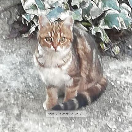 Foto 1/1 Gato encontrado Perdido en Sauveterre du gard