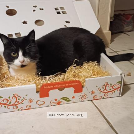 Foto 1/1 Sparow Chat perdido en Nort sur erdre