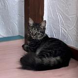 Foto del gato perdido en Koetzingue