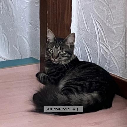 Foto 1/1 Spyro Chat perdido en Koetzingue