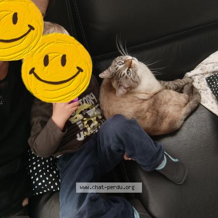 Foto 1/1 Blue Chat perdido en Lomme