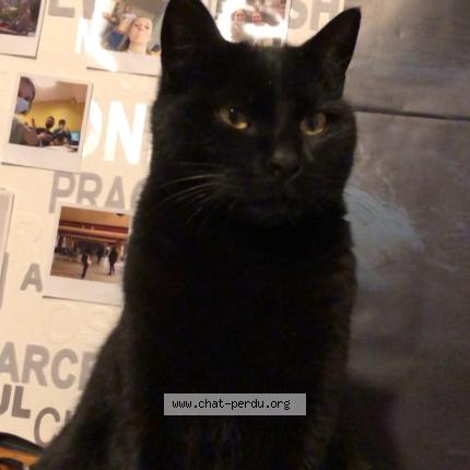 Foto 1/1 sayen Chat perdido en Meyzieu