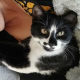 Foto del gato perdido en Champniers Reilhac