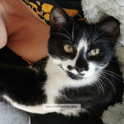 Foto 1/1 Gato encontrado Perdido en Champniers reilhac