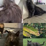 Foto del gato perdido en Vallauris