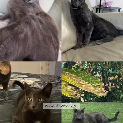 Foto 1/1 hades Chat perdido en Vallauris